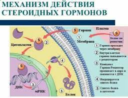 Стероиды и их влияние на ЦНС и уровень глобулина